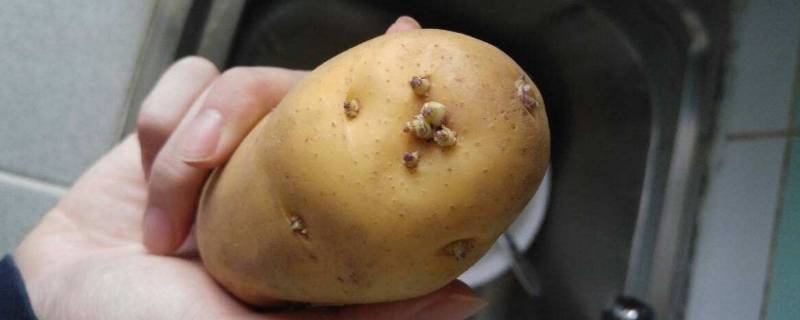 发芽的土豆怎样处理 发芽的土豆怎样处理以后可以吃