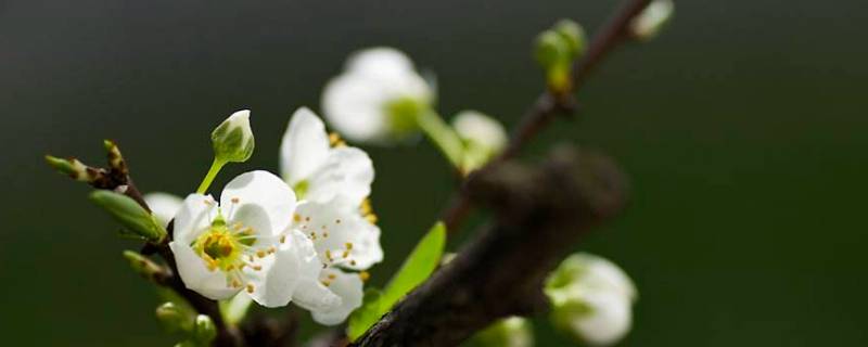 花是怎么来的 袁花花是怎么来的