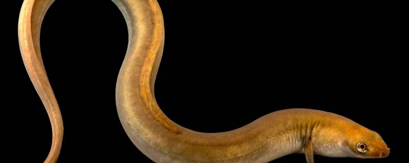 鳗鱼怎么处理干净 鳗鱼怎么清理最干净