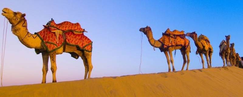 骆驼只有双峰驼一种吗 骆驼只有双峰驼一种吗对不对