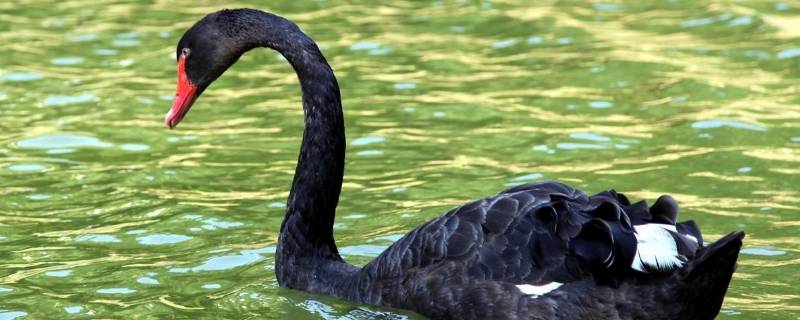 黑天鹅属于几级保护动物（黑天鹅是国家几级动物）