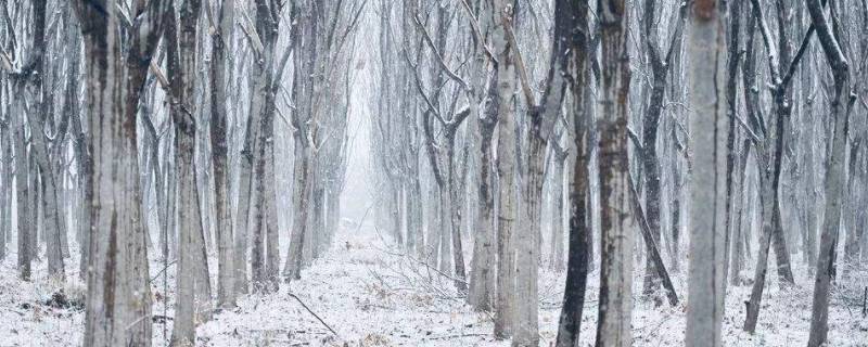 初雪寓意 初雪寓意什么