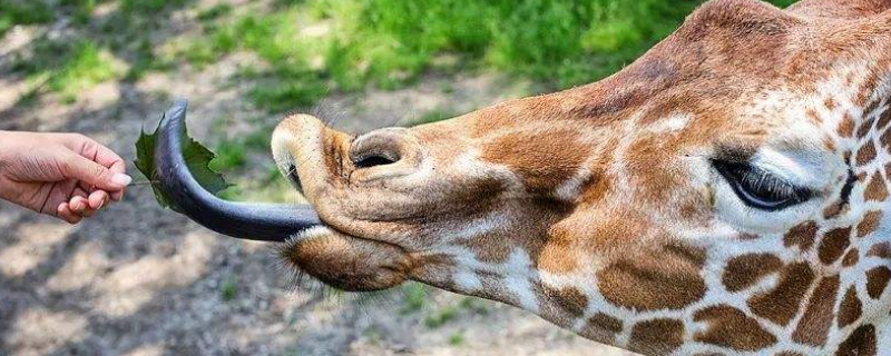 长颈鹿的舌头是什么颜色的（长颈鹿的舌头是什么颜色的播放照片）