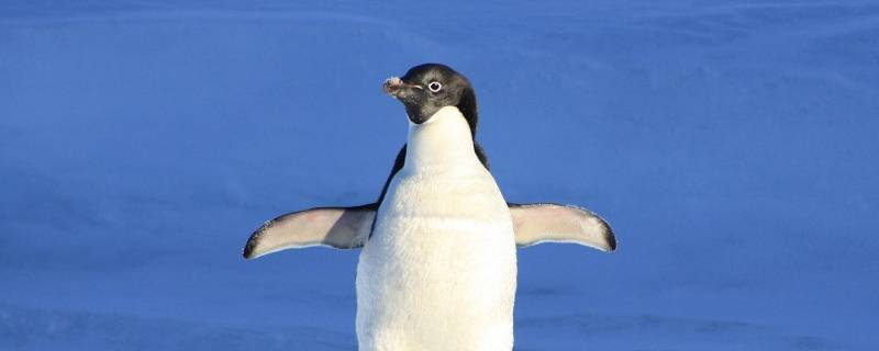企鹅喜欢吃什么 迷你世界的企鹅喜欢吃什么
