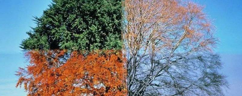 一年四季的特点（一年四季的特点有哪些）