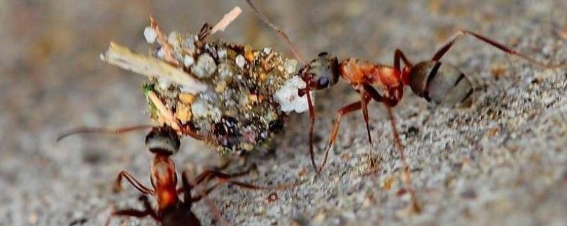 蚂蚁是怎么搬家的 蚂蚁是怎么搬家的过程简写