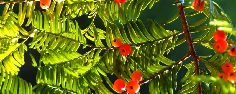 紫杉醇主要存在于红豆杉的什么中 紫杉醇是从红豆杉的哪个部分分离得到的