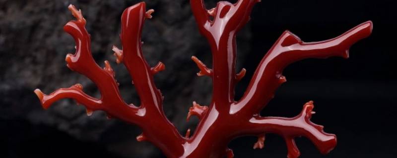 海底红塑料是什么（海底绿塑料是什么）