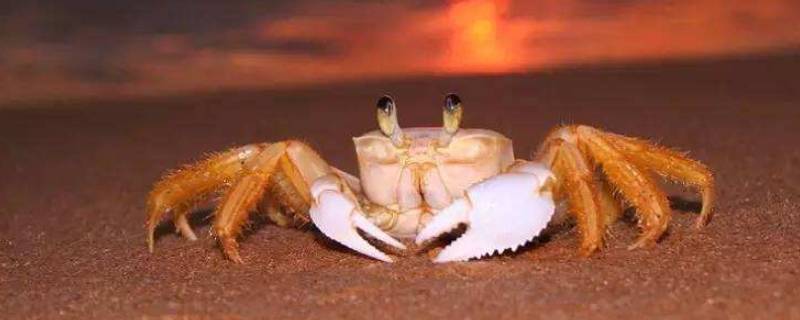 螃蟹黑色的膜是什么 螃蟹里面黑黑的膜是什么能吃吗