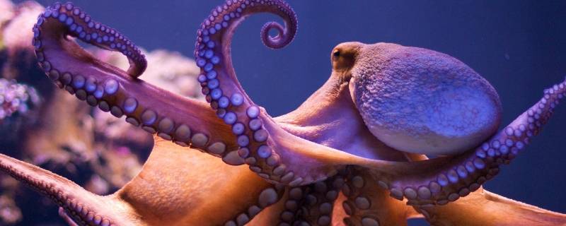 巨型章鱼有多大 巨型章鱼有多大图片