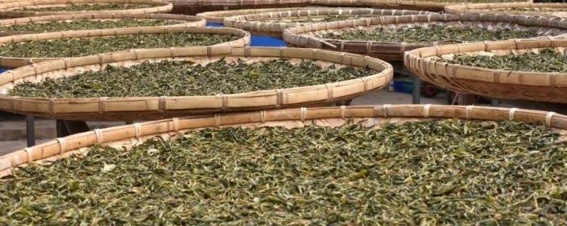 晒青茶的干燥工艺是 晒青茶制作工艺流程