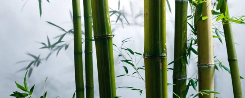 竹子的基本常识 竹子的基本知识