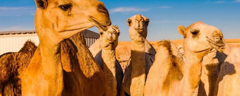骆驼只有双峰骆驼一种对吗 骆驼分单峰骆驼和双峰骆驼吗
