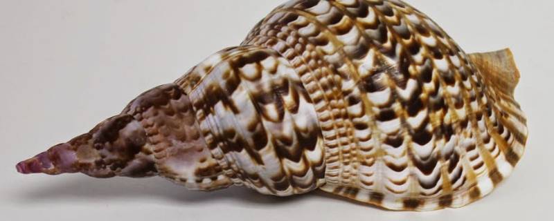 凤尾螺是不是二级保护动物 凤尾螺 国家保护