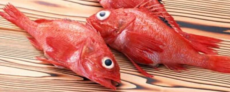 红色大头鱼是什么鱼 红色的大头海鱼是什么鱼