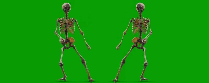 大骨架和小骨架的区别（大骨架和小骨架的区别图片欣赏）