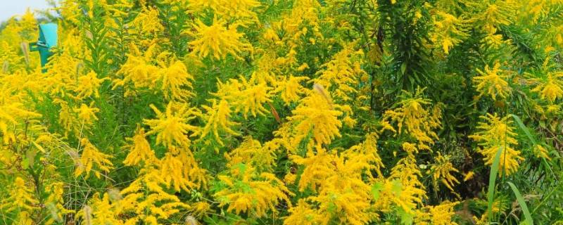 一枝黄花为什么是生态杀手 为什么一枝黄花是有害生物