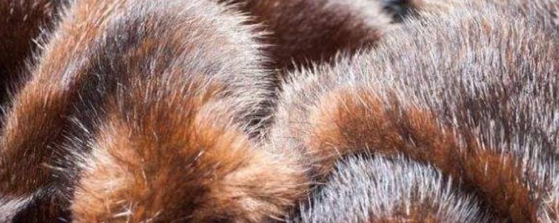貂皮大衣是什么动物 貂皮大衣是什么动物皮
