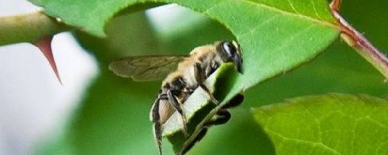 切叶蜂和樵叶蜂有什么区别（切叶蜂是什么）