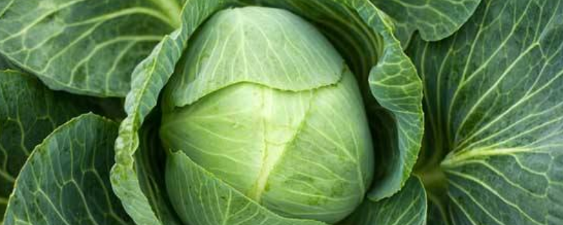 花科类蔬菜有哪些 花科类蔬菜有哪些甲状腺癌
