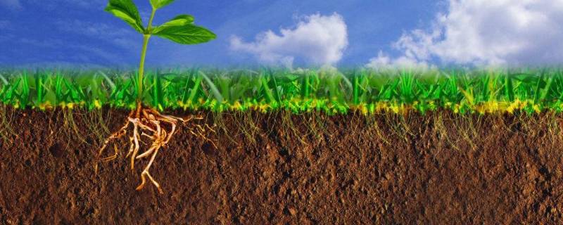 土壤类别 土壤类别怎么划分依据