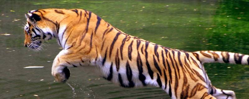 虎的生活特征有哪些 虎的生活特点是什么