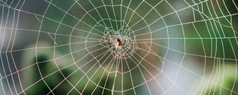 蜘蛛为什么能把网结在空中 蜘蛛为什么能把网结在空中简便点的语言