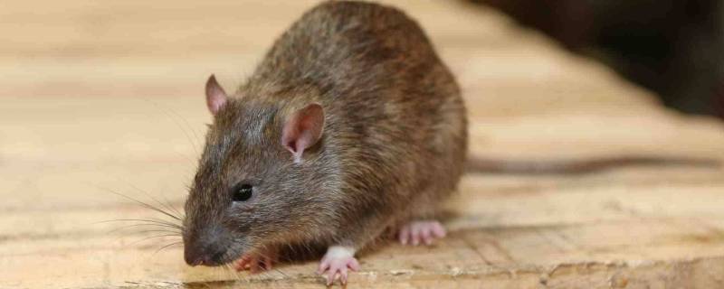 怎么能让家里的老鼠消灭干净 怎么样才能把家里的老鼠消灭干净