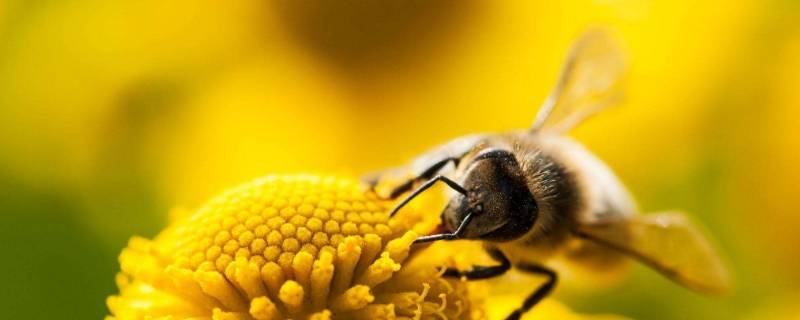 蜜蜂怎么叫 蜜蜂怎么叫声