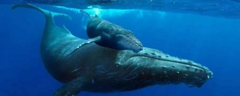 鲸的种类 鲸的种类很多 总的来说可以分为两大类