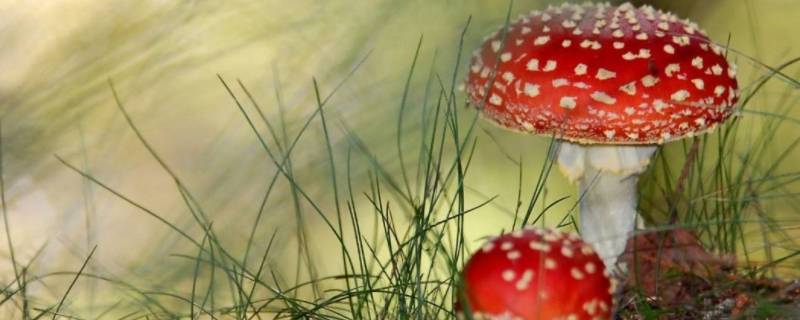 什么是迷幻毒蘑菇中的主要成分（什么毒品是魔幻蘑菇中的主要成分）