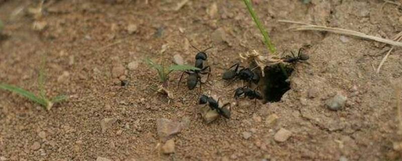 观察蚂蚁是科学研究吗（关于蚂蚁的科学研究实验）