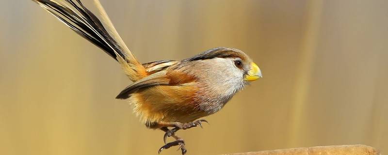 鸟中熊猫是什么 鸟中熊猫是什么动物