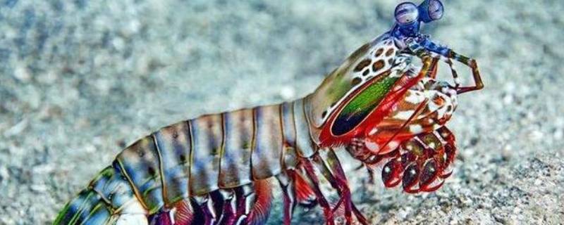 螳螂虾的威力有多大 螳螂虾的威力到底有多大