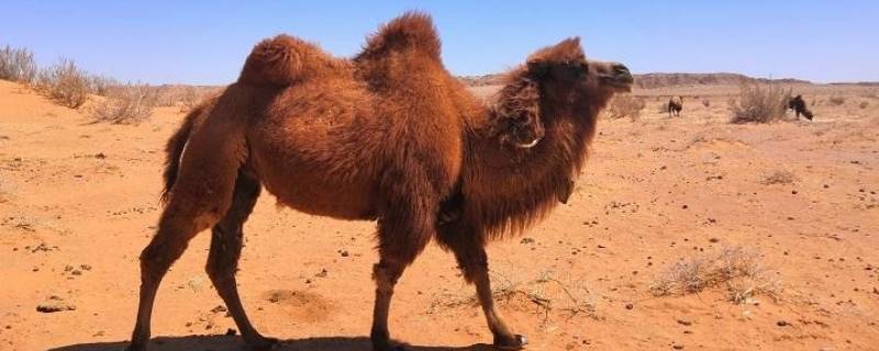 骆驼只有双峰驼一种对吗 单驼峰骆驼和双驼峰骆驼