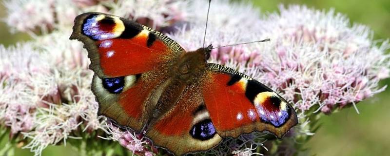 大孔雀蝶是什么 大孔雀蝶是什么洲最大的蝴蝶