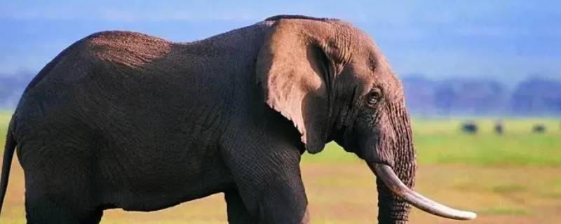 非洲象和印度象的区别 非洲象和印度象的区别图片