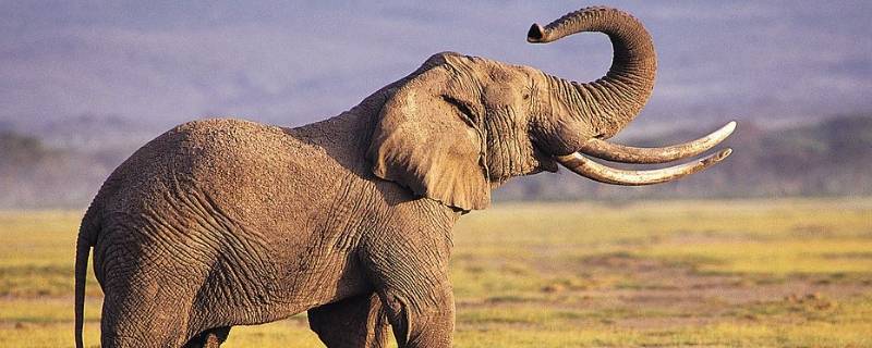 大象重量（大象重量是多少吨）