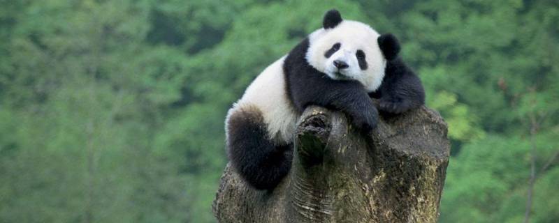 大熊猫是什么科的动物（国宝大熊猫是什么科的动物）