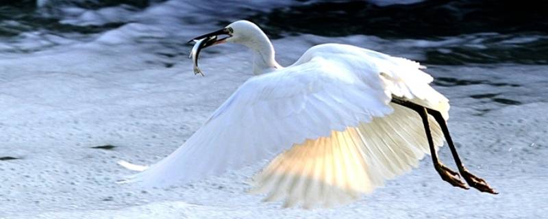 白鹭鸟是保护动物吗 白鹭是保护动物吗?