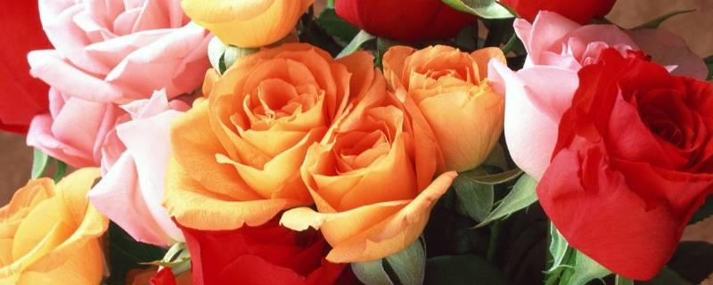玫瑰花的香味怎么形容 怎样形容玫瑰花的香味