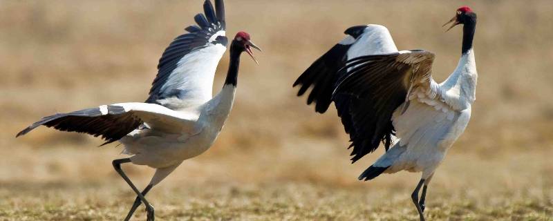 黑颈鹤白鹤国家几级保护动物 黑颈鹤是几级保护动物?