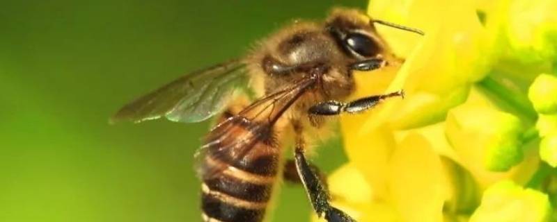 蜜蜂的外形 蜜蜂的外形特点描写20字