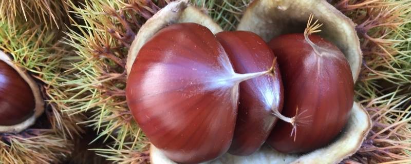 怎样储存板栗一年不坏（板栗怎么保存1年不烂）