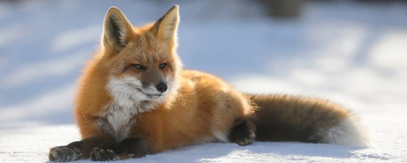 狐狸是几级保护动物（狐狸是几级保护动物图片）