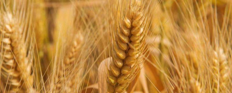 小麦千粒重一般是多少克 千粒小麦有多重