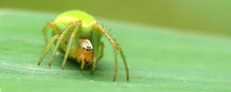 绿色的蜘蛛是什么品种 绿色的小蜘蛛是什么品种