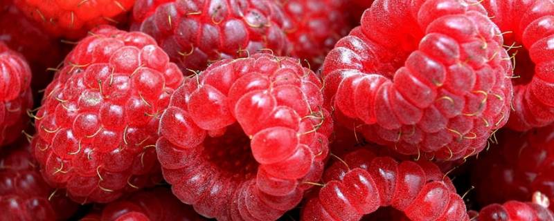 野果红色的小果子叫什么 一种红色的小野果叫什么