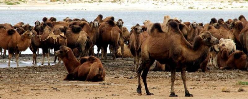 野生骆驼群在中国的什么地方（野生骆驼种群在中国）