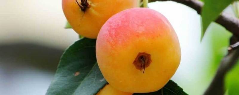 智慧果是什么水果 亚当夏娃偷吃的智慧果是什么水果